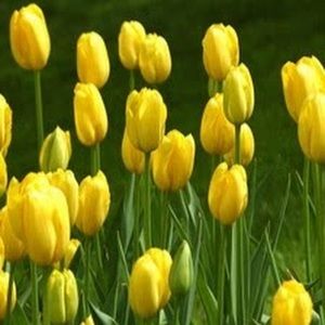 Meet your Posher, Jeanine